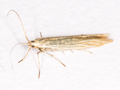 Coleophora tamesis